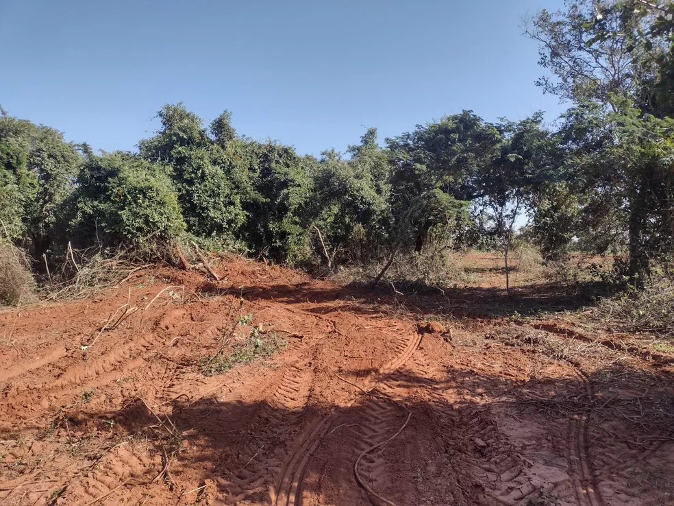 Fazendeiro é autuado em R$ 36,6 mil por destruir vegetação nativa em Mirante do Paranapanema (SP) — Foto: Polícia Ambiental