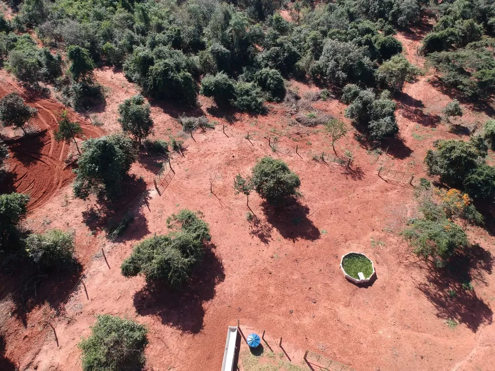 Fazendeiro é autuado em R$ 36,6 mil por destruir vegetação nativa em Mirante do Paranapanema (SP) — Foto: Polícia Ambiental