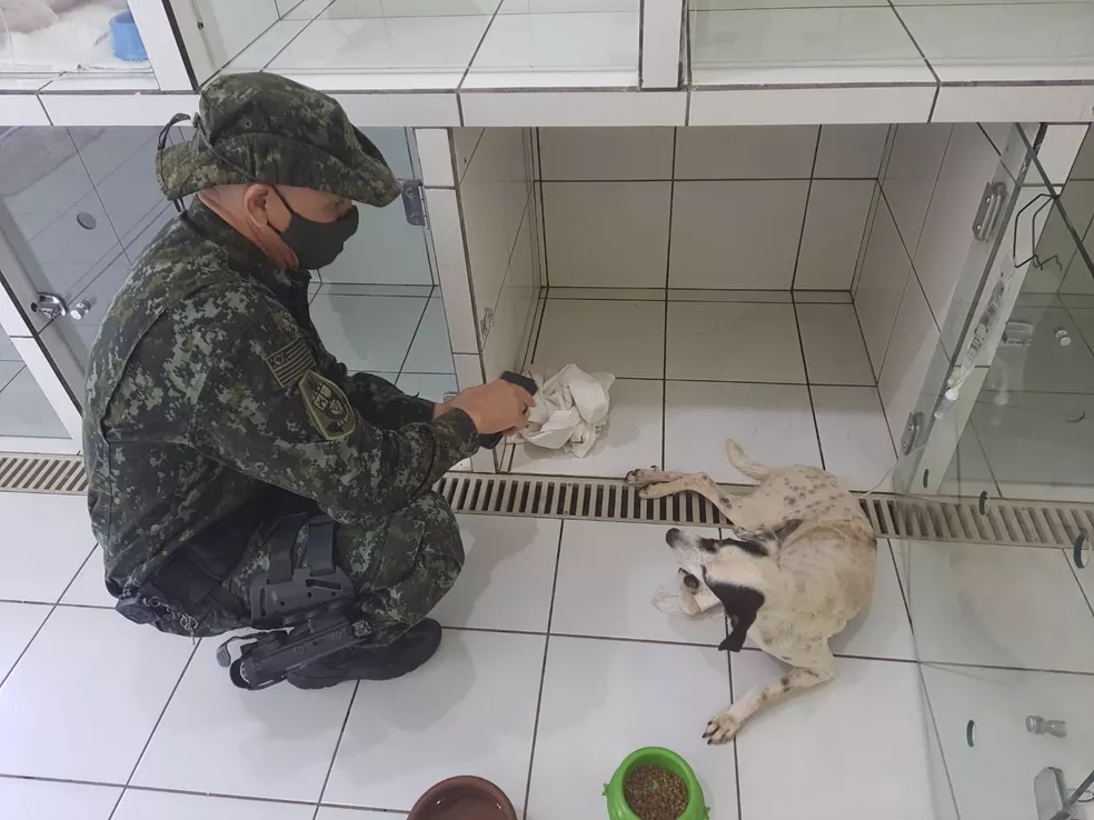 Cão vítima de maus-tratos foi resgatado e recebeu tratamento médico veterinário — Foto: Polícia Ambiental