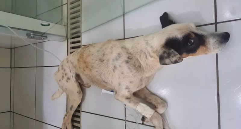 Cão vítima de maus-tratos foi resgatado e recebeu tratamento médico veterinário — Foto: Polícia Ambiental