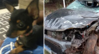 Simba, e mais um outro cachorro, estavam dentro da caminhonete que foi atingida por uma motocicleta que trafegava na contramão (Foto: Reprodução)