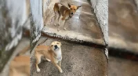 Dois cachorros em situação de maus-tratos são resgatados por ONG em Garça — Foto: ONG Sppades/Divulgação