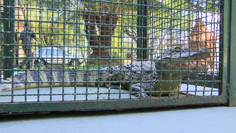 Jacaré-de-papo-amarelo é resgatado em área urbana de Rancharia (SP) — Foto: Reprodução/TV Fronteira
