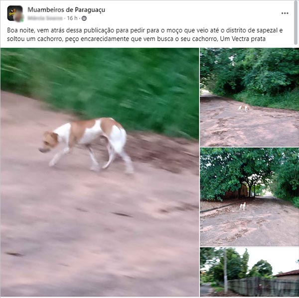 Moradora registrou momento do abandono e fez post pedindo para que o dono voltasse para buscar (Foto: Reprodução / TV Paraguaçu)