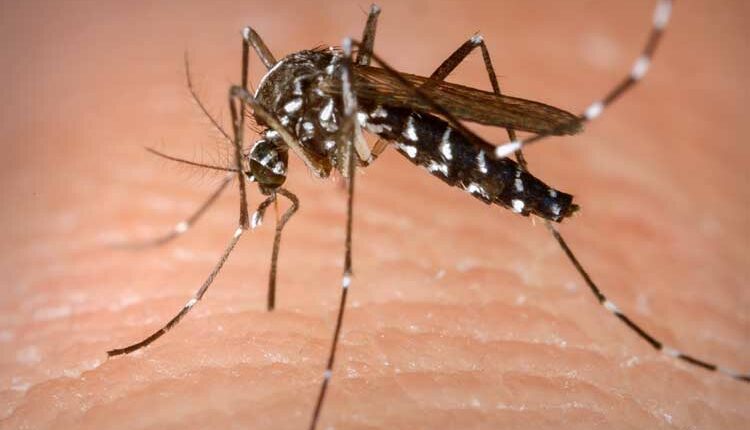 Saúde divulgará boletim epidemiológico da dengue três vezes na semana (Foto: Departamento de Comunicação / Prefeitura de Assis)