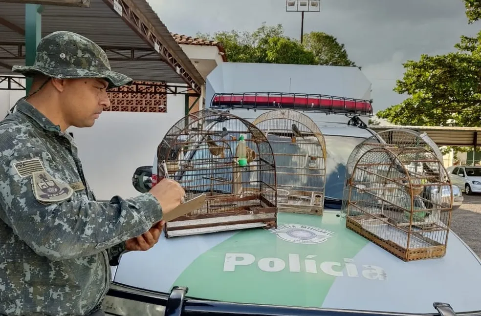 Homem é autuado por manter cinco aves em cativeiro, em Presidente Prudente (SP) — Foto: Polícia Ambiental