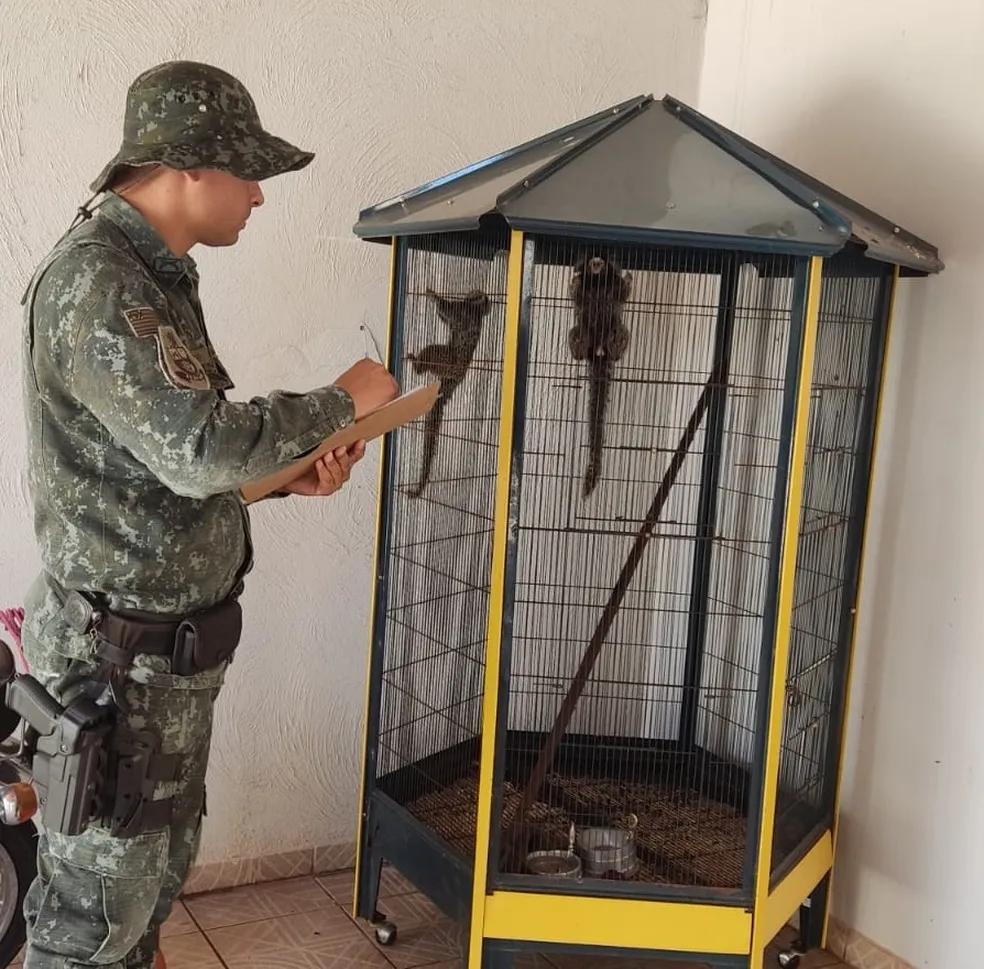 Homem é multado em R$ 1 mil por manter saguis em cativeiro, em Presidente Prudente (SP) — Foto: Polícia Ambiental