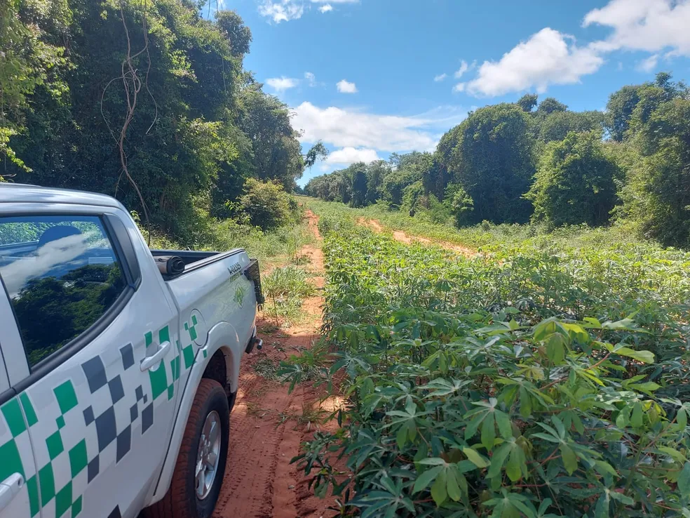 Homem é multado pelo corte de vegetação nativa para plantio de mandioca, em Rancharia (SP) — Foto: Polícia Ambiental