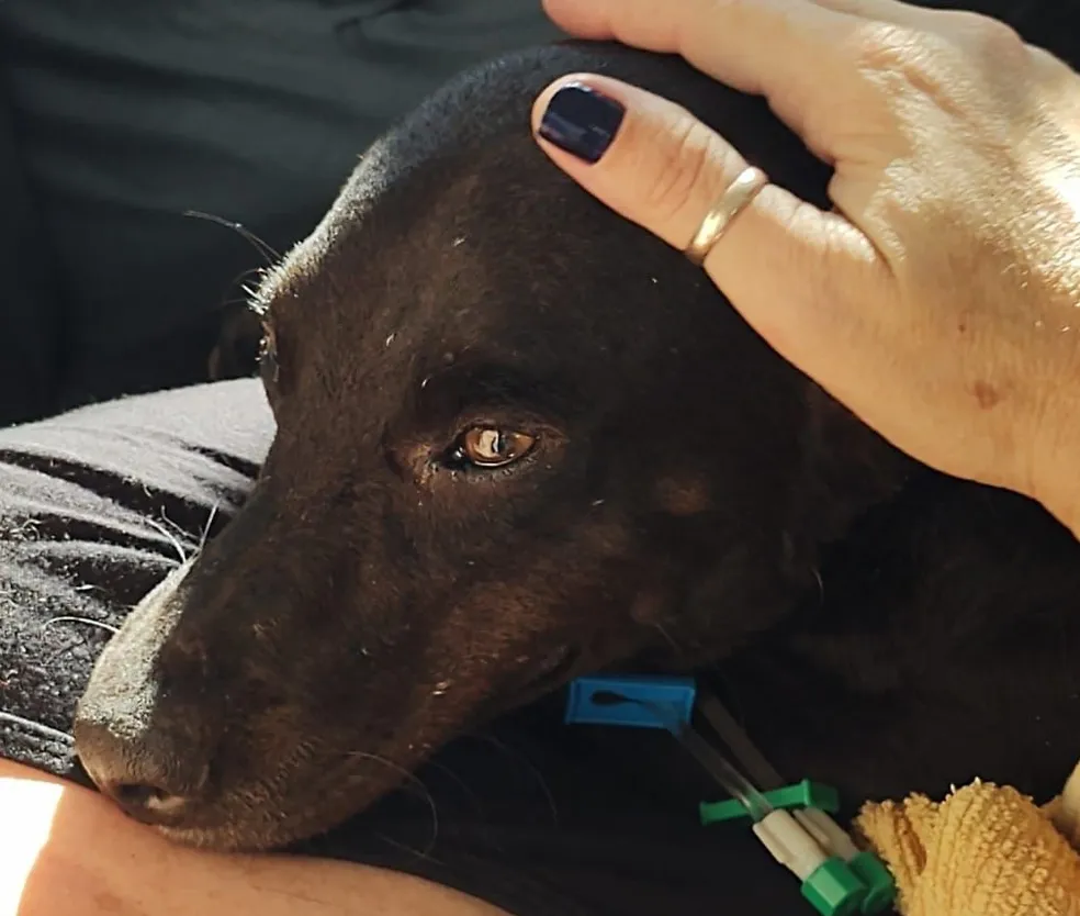 Cachorro Bobby ainda recuperação após suspeita de ter sido envenenado — Foto: Arquivo Pessoal