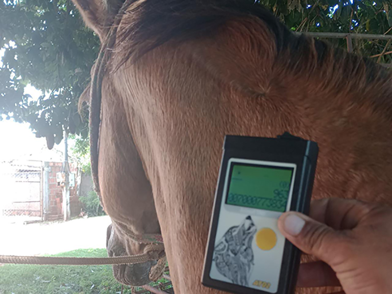 Meio Ambiente e Agricultura da Prefeitura de Paraguaçu Paulista faz esclarecimentos sobre uso de Microchips em Cavalos