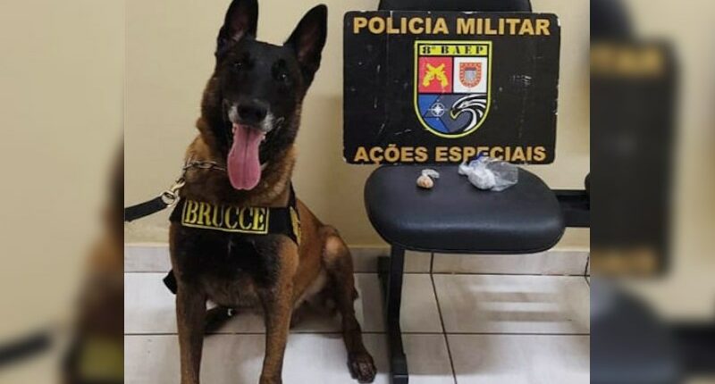 A operação foi realizada em conjunto com a Polícia Civil e com o BAEP Canil; o cão farejador K-9 Brucce indicou onde as drogas estavam escondidas (Foto: Polícia Rodoviária/Divulgação)