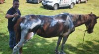Cavalo ferido que teria sido abandonado às margens de rodovia é resgatado em Palmital (Foto: Reprodução/Jornal da Comarca)