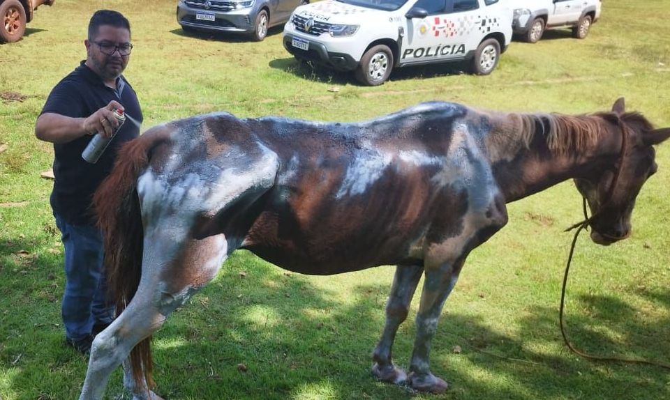 Cavalo ferido que teria sido abandonado às margens de rodovia é resgatado em Palmital