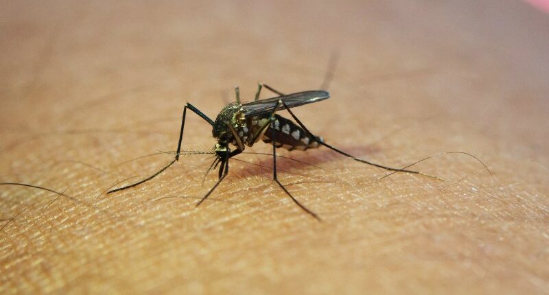 Em dois dias, 49 pessoas são positivadas com dengue em Assis (Foto: Freepik)