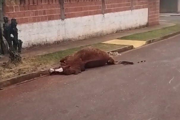 Cavalo adulto morre após ser atropelado em Palmital (Foto: Divulgação)