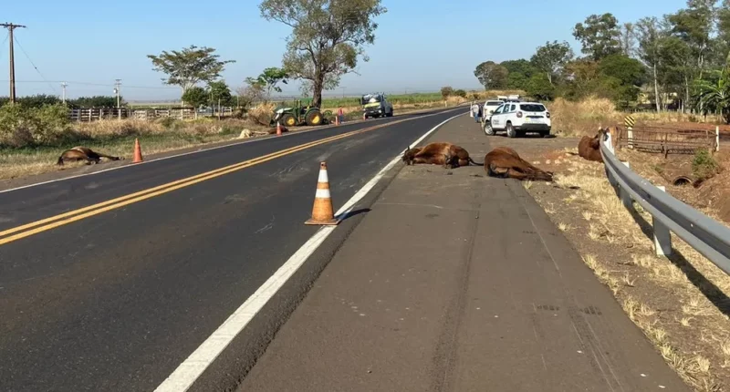 Oito cavalos morreram após colisão com caminhão na Rodovia Assis Chateaubriand (SP-425) — Foto: Robson Moreira/TV Fronteira
